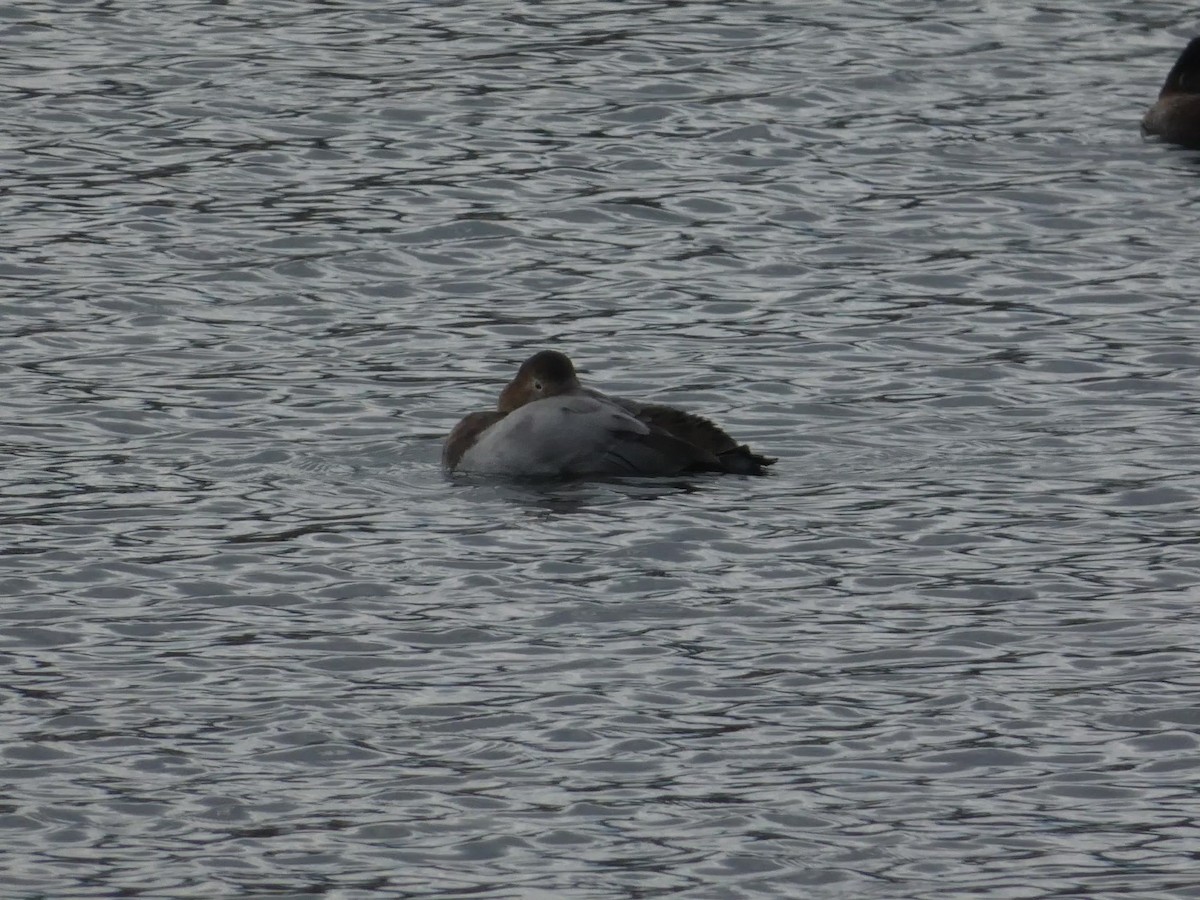 Fuligule à dos blanc - ML645928338