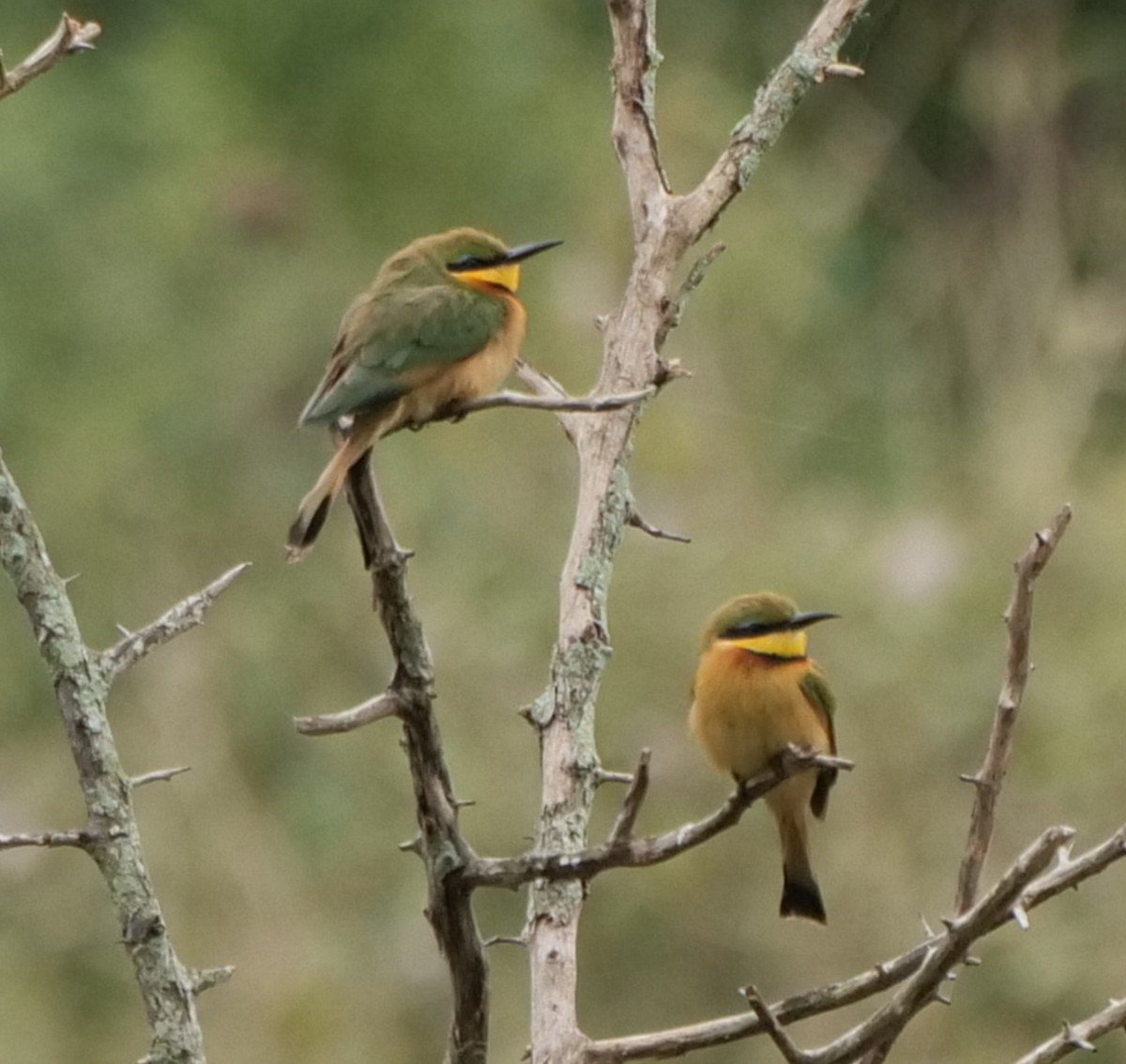 Guêpier nain - ML645928339