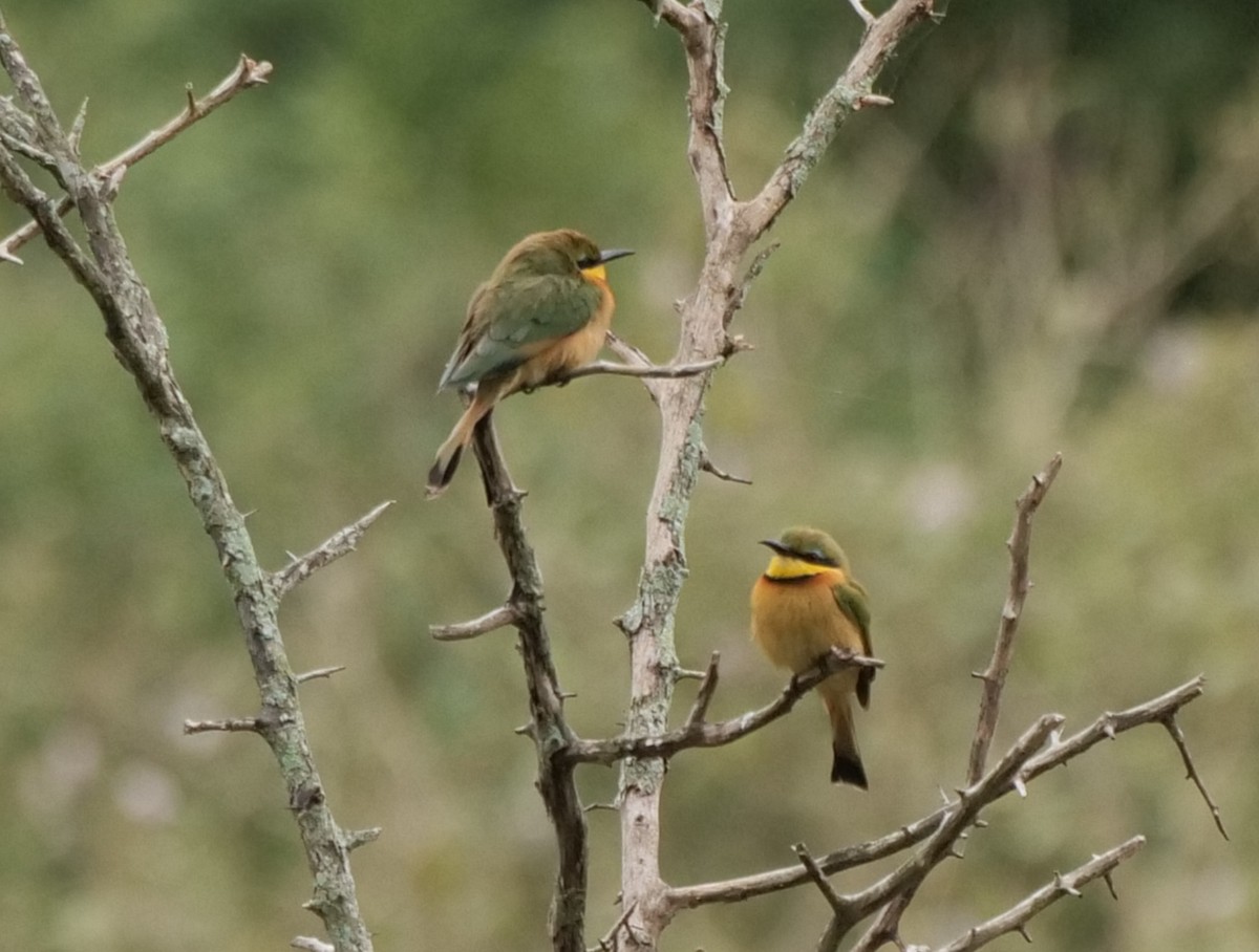 Guêpier nain - ML645928340