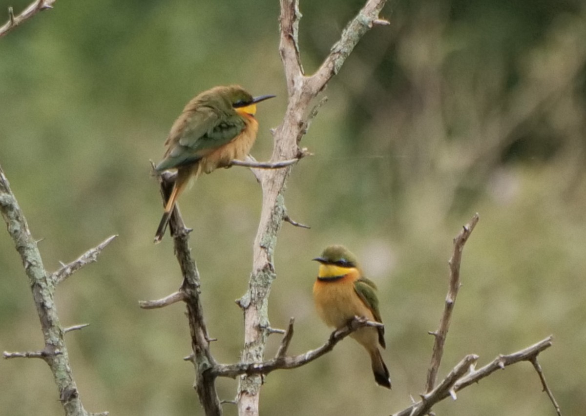 Guêpier nain - ML645928341