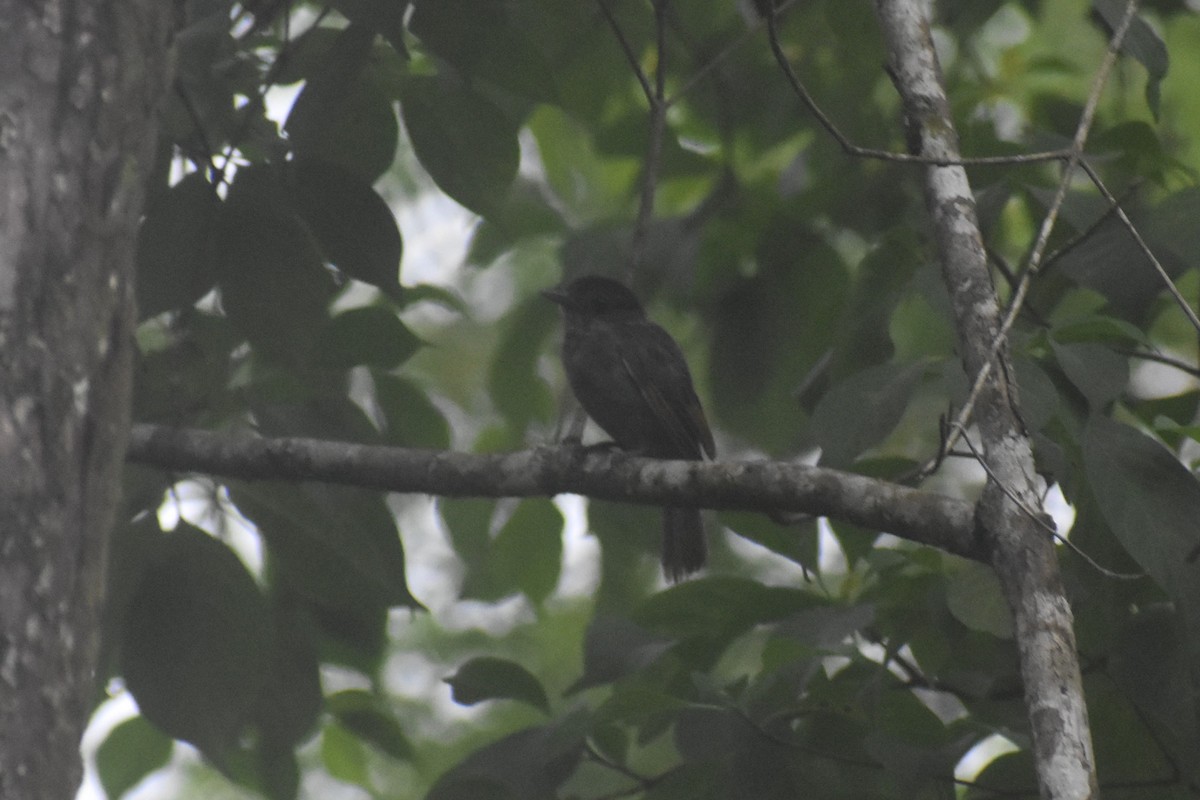 Bécarde à gorge rose - ML645928342