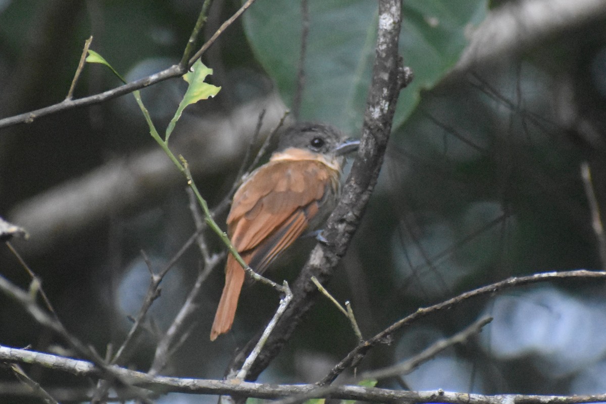 Bécarde à gorge rose - ML645928343