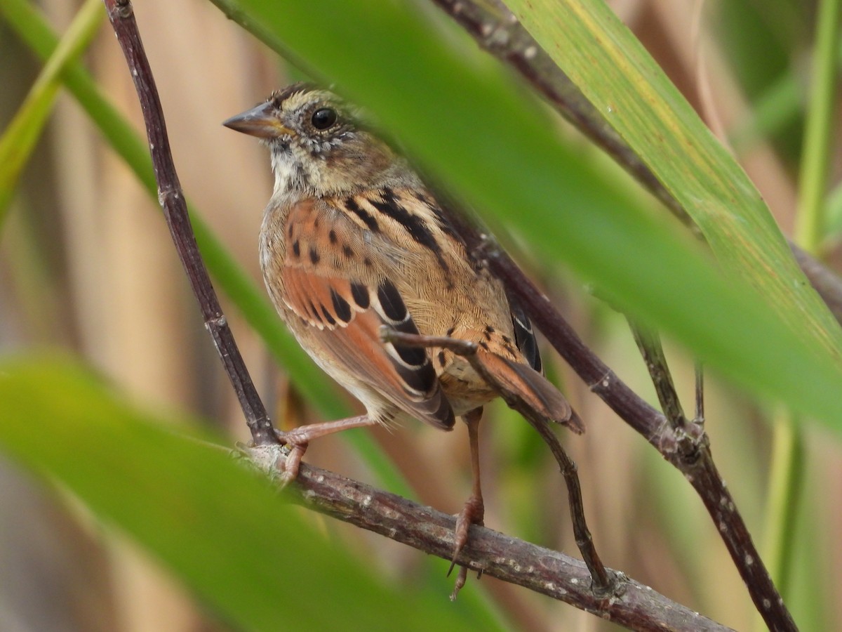 Bruant des marais - ML645928344