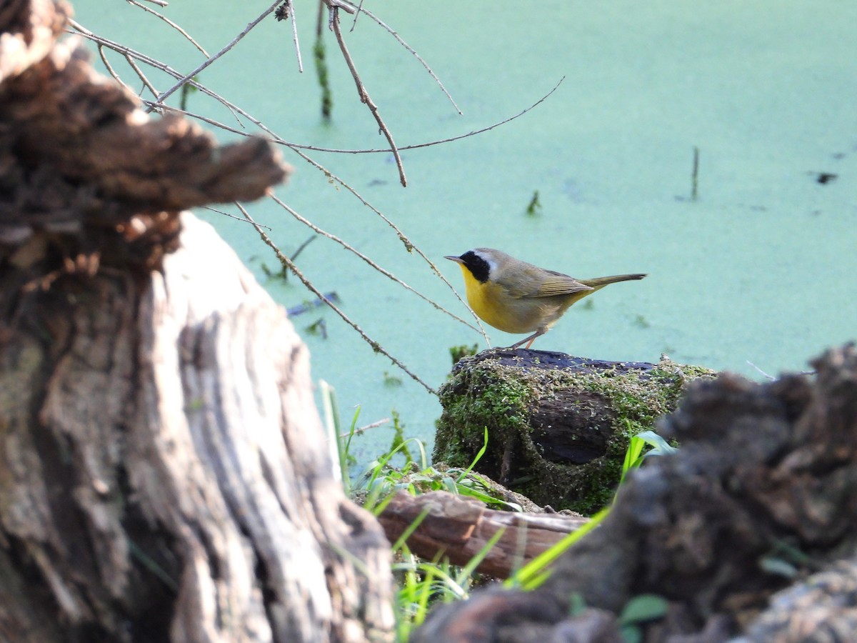 Paruline masquée - ML645928346