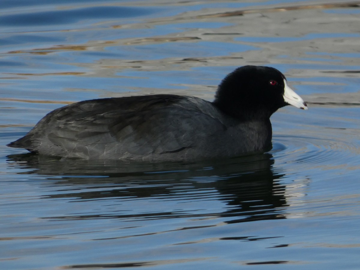 Foulque d'Amérique - ML645928347
