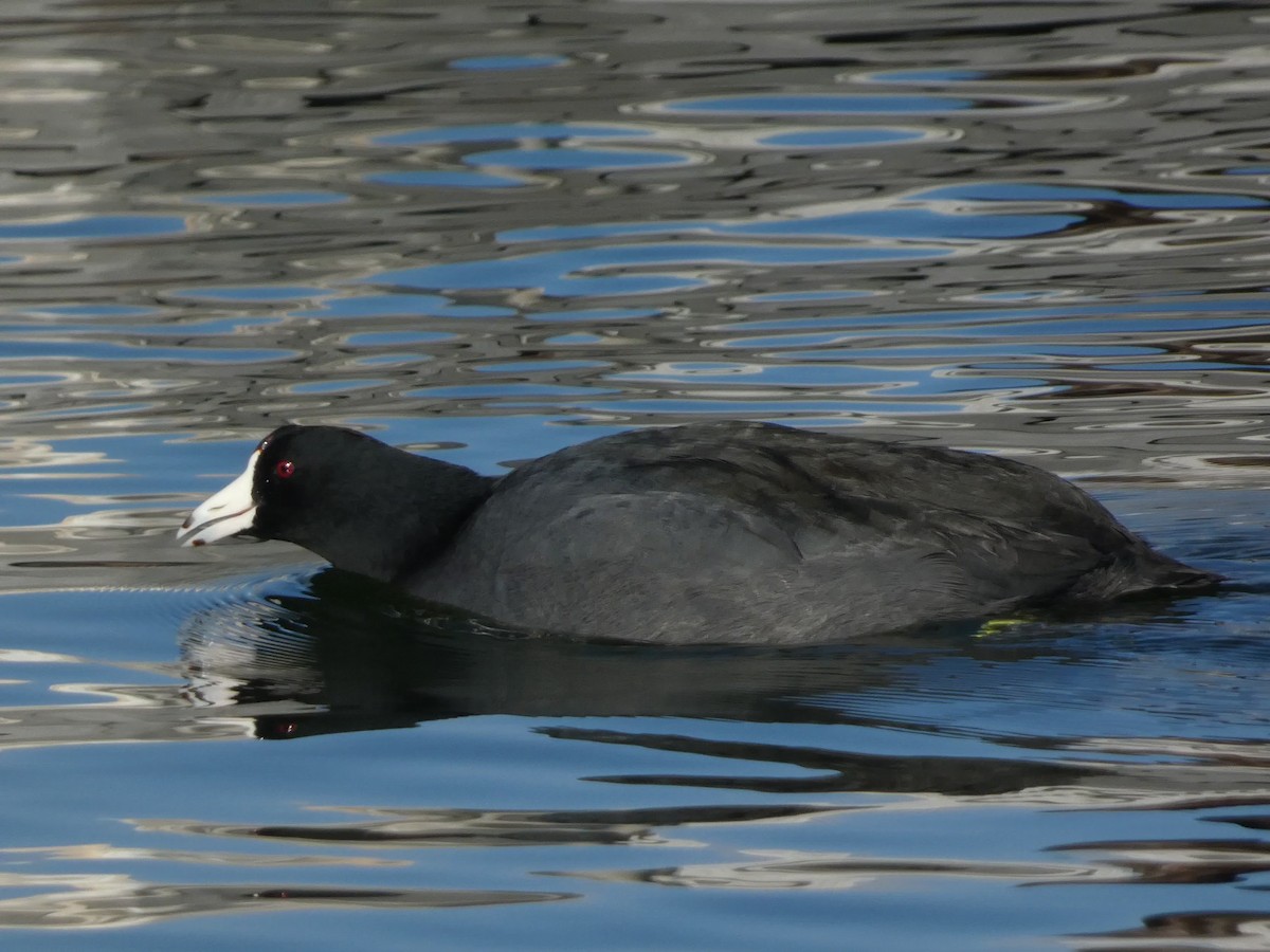 Foulque d'Amérique - ML645928348