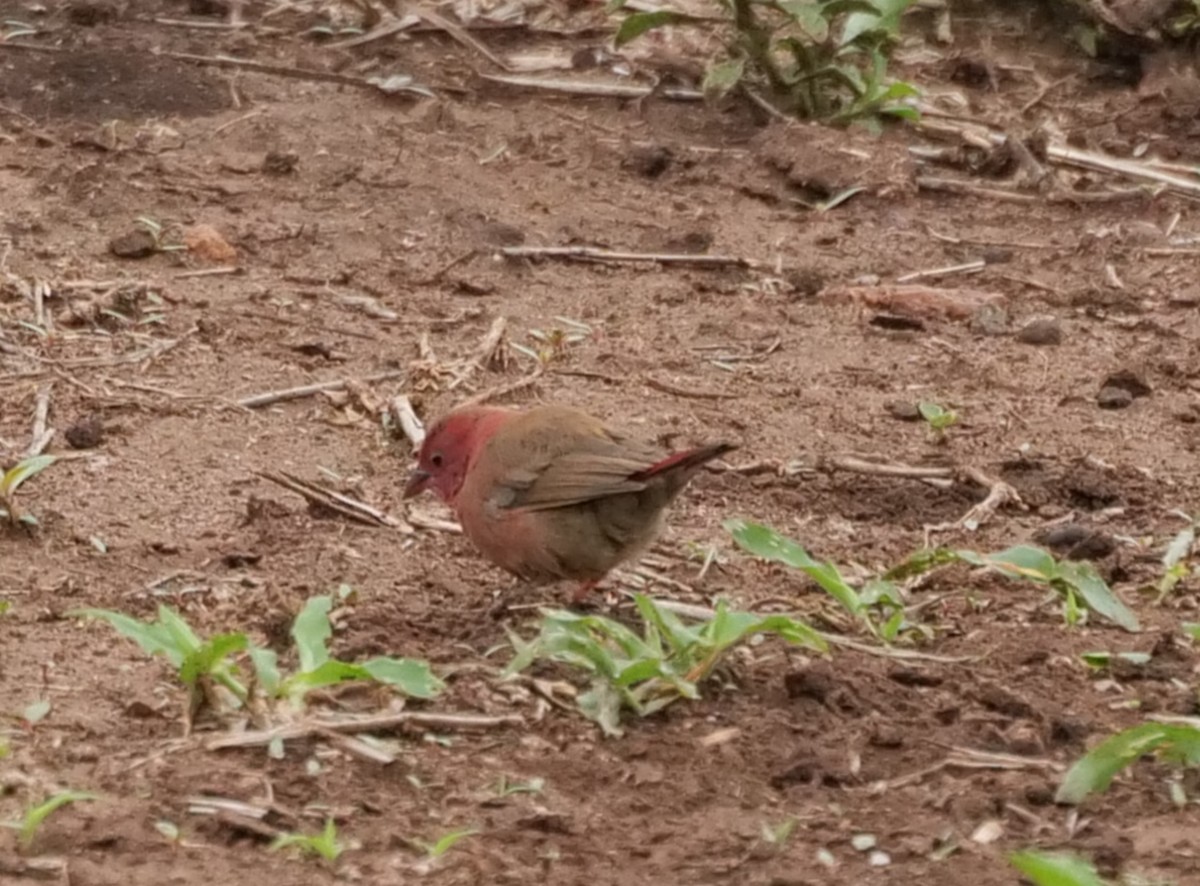 Amarante du Sénégal - ML645928349