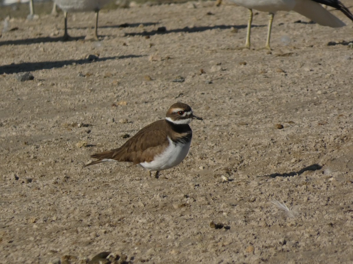 Pluvier kildir - ML645928351