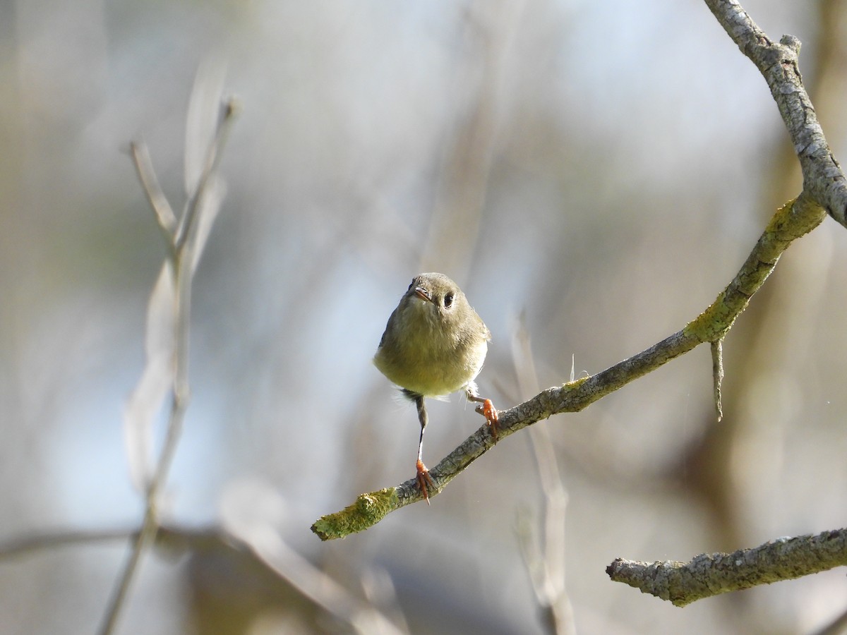 Roitelet à couronne rubis - ML645928353