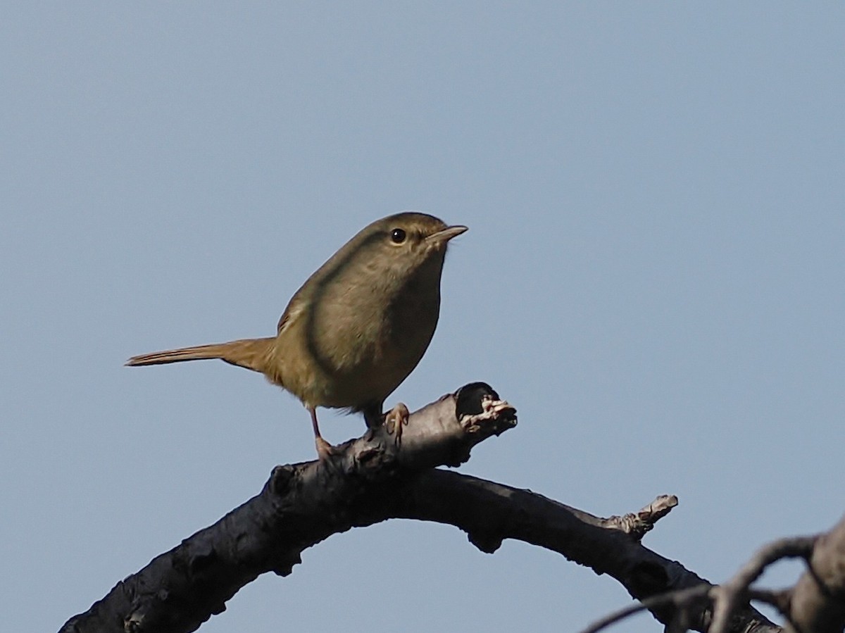 Bouscarle chanteuse - ML645928356