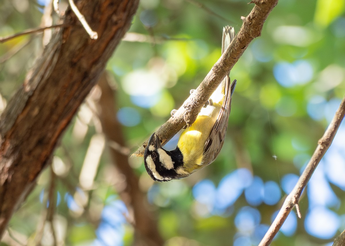 Eastern Shrike-tit - ML645928357