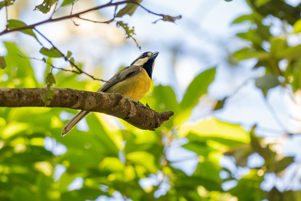 Eastern Shrike-tit - ML645928358