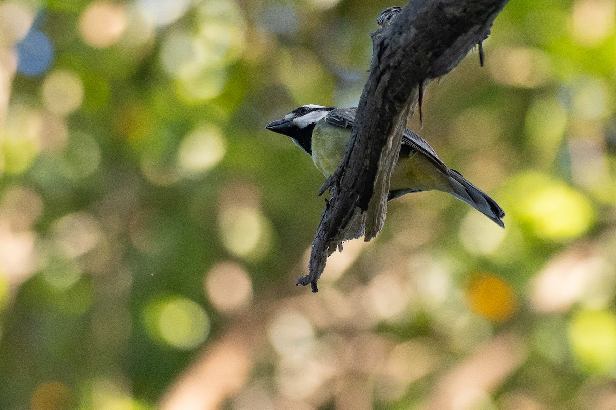 Eastern Shrike-tit - ML645928359