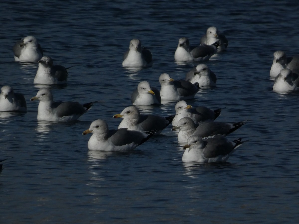 Goéland de Californie - ML645928361