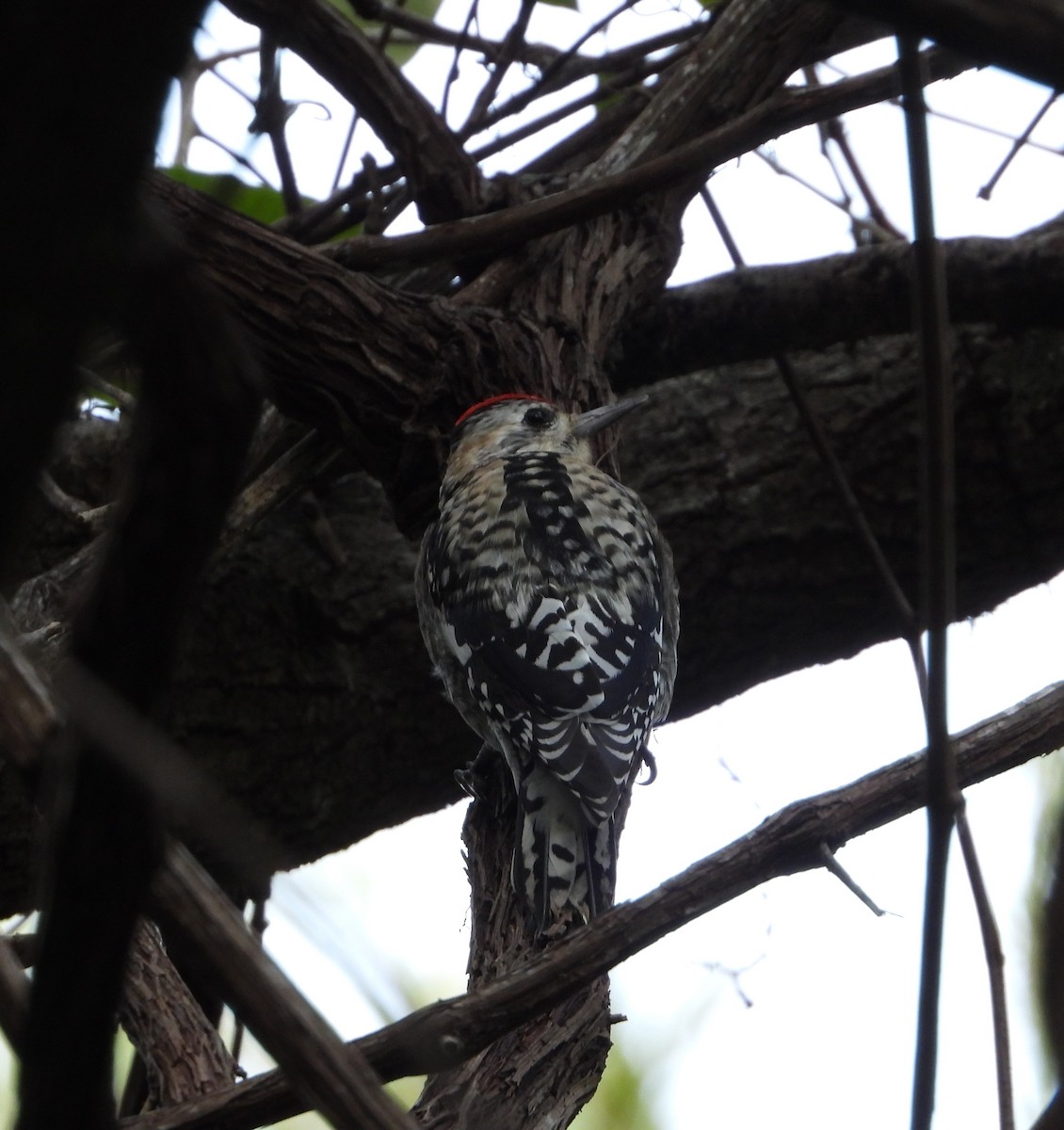 Pic maculé - ML645928363