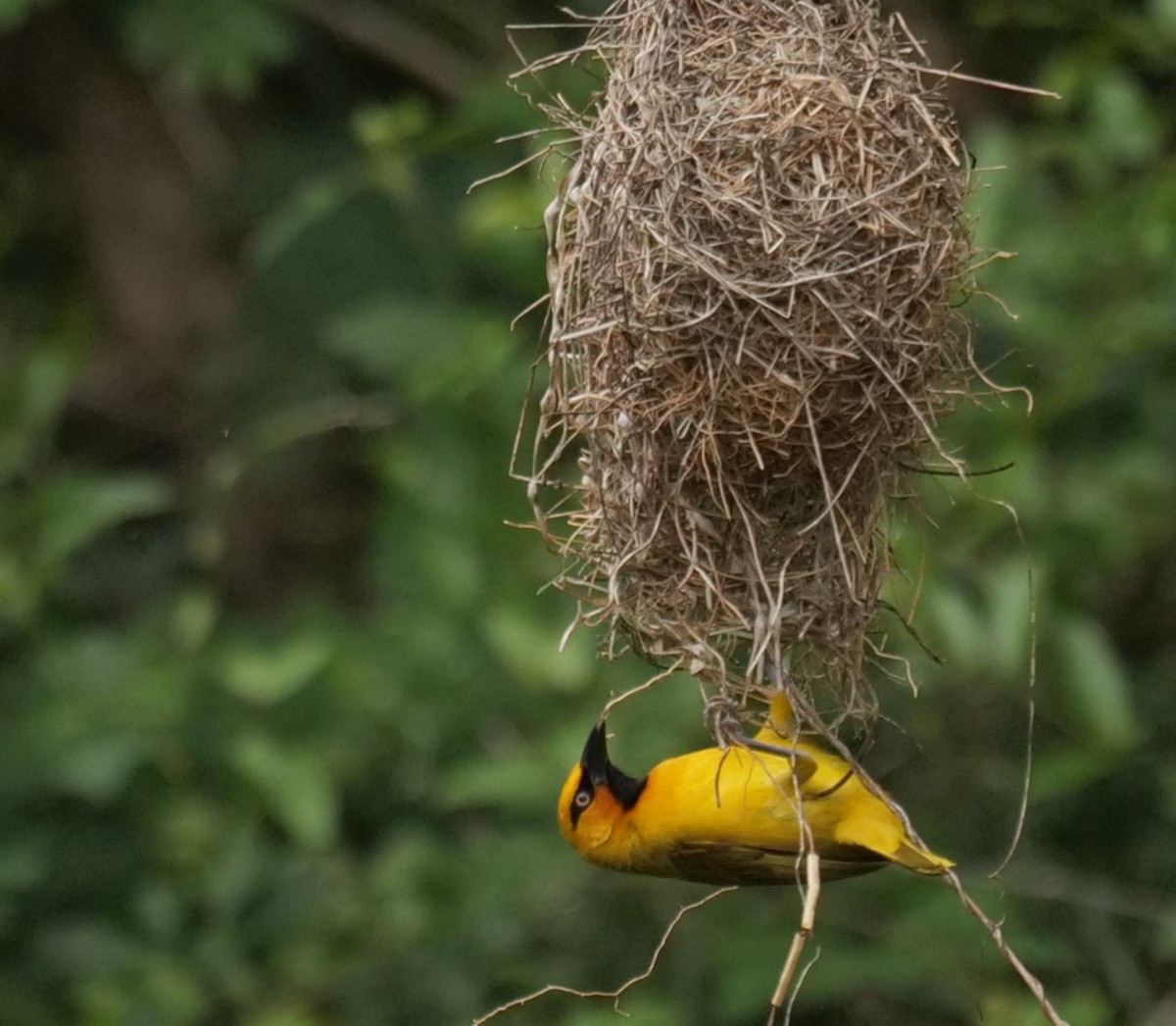 Tisserin à lunettes - ML645928364