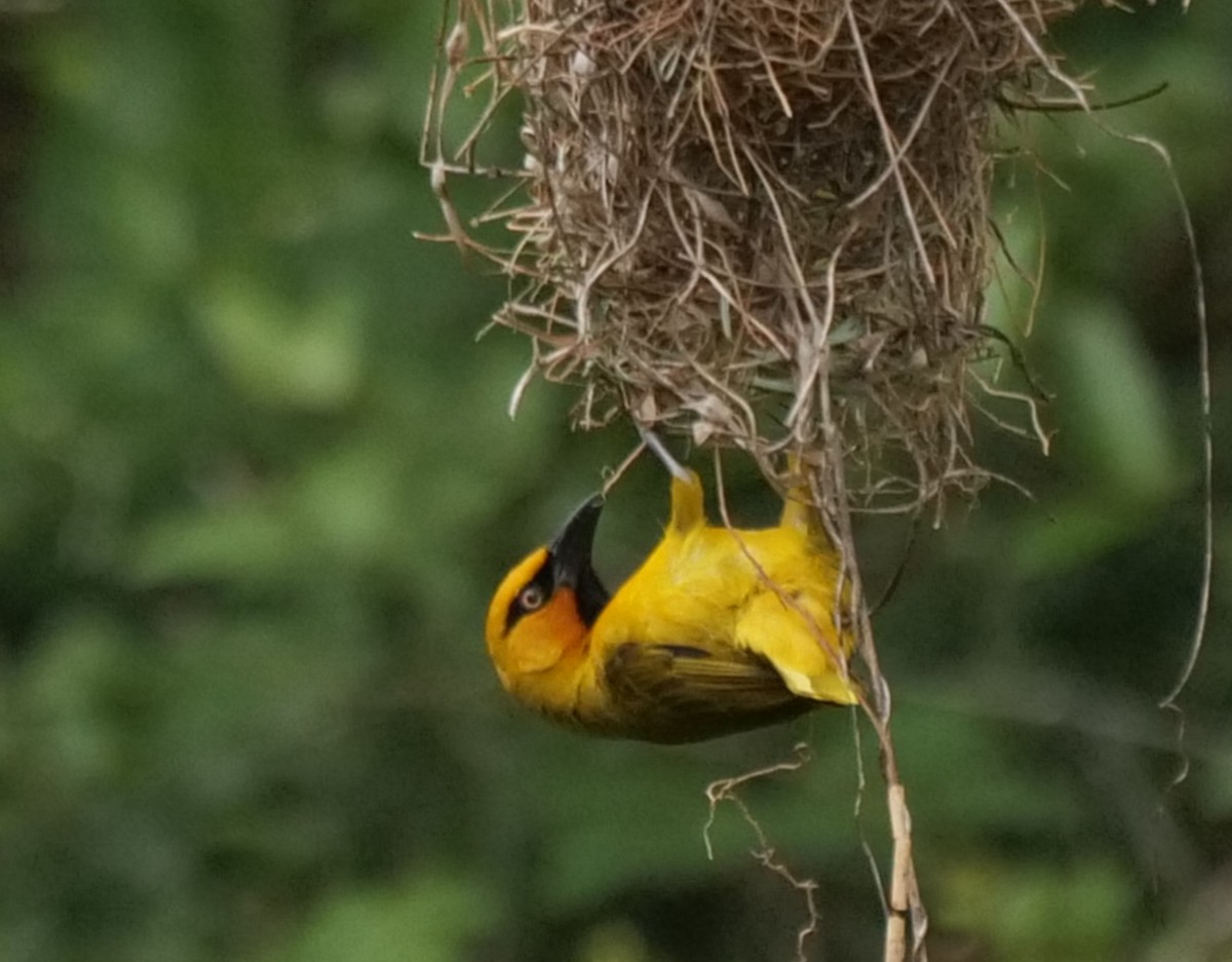 Tisserin à lunettes - ML645928365