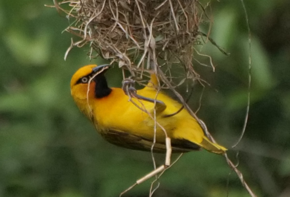 Tisserin à lunettes - ML645928366