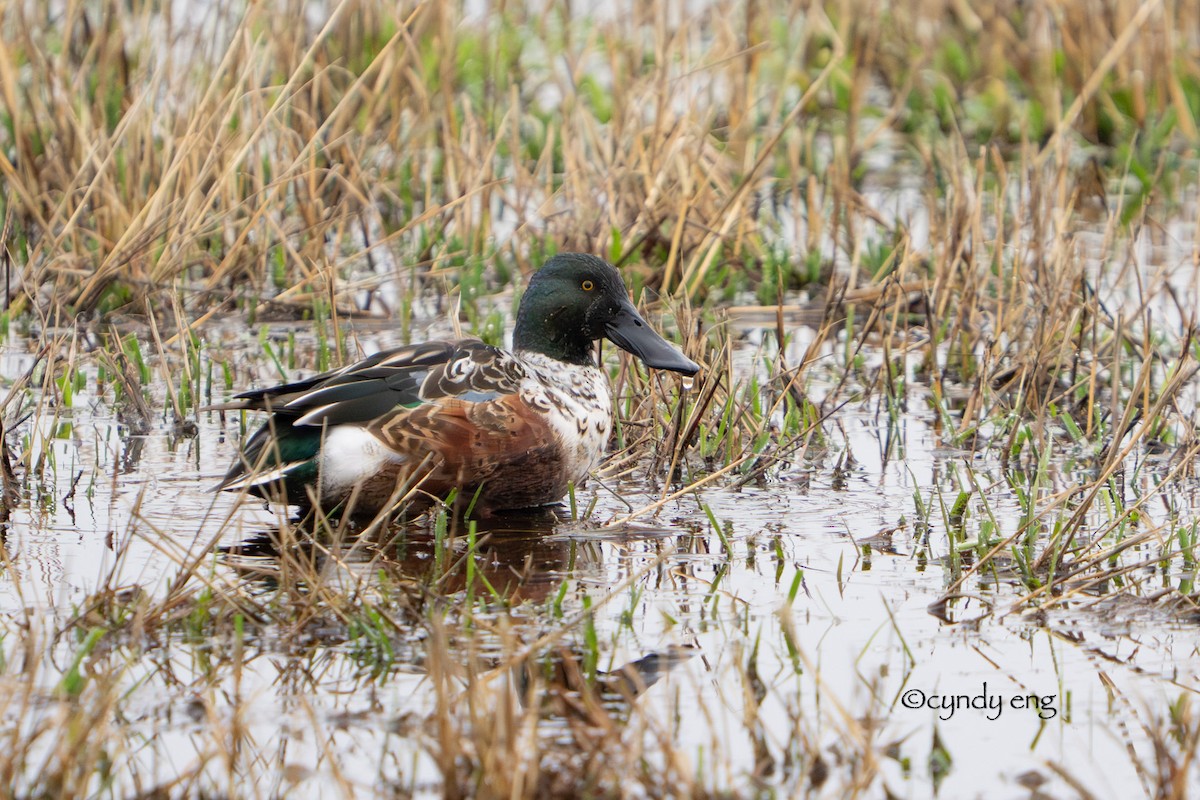 Canard souchet - ML645928367