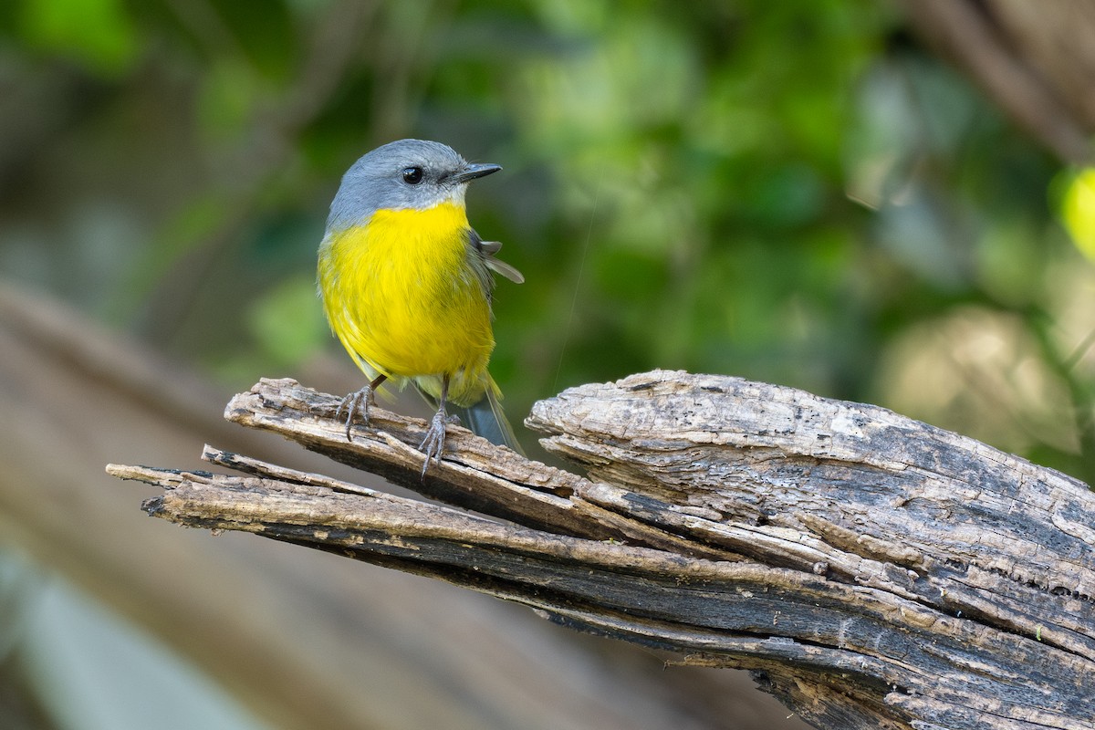 gulbrystflueskvett - ML645928371