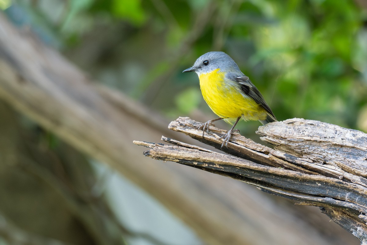 Eastern Yellow Robin - ML645928372