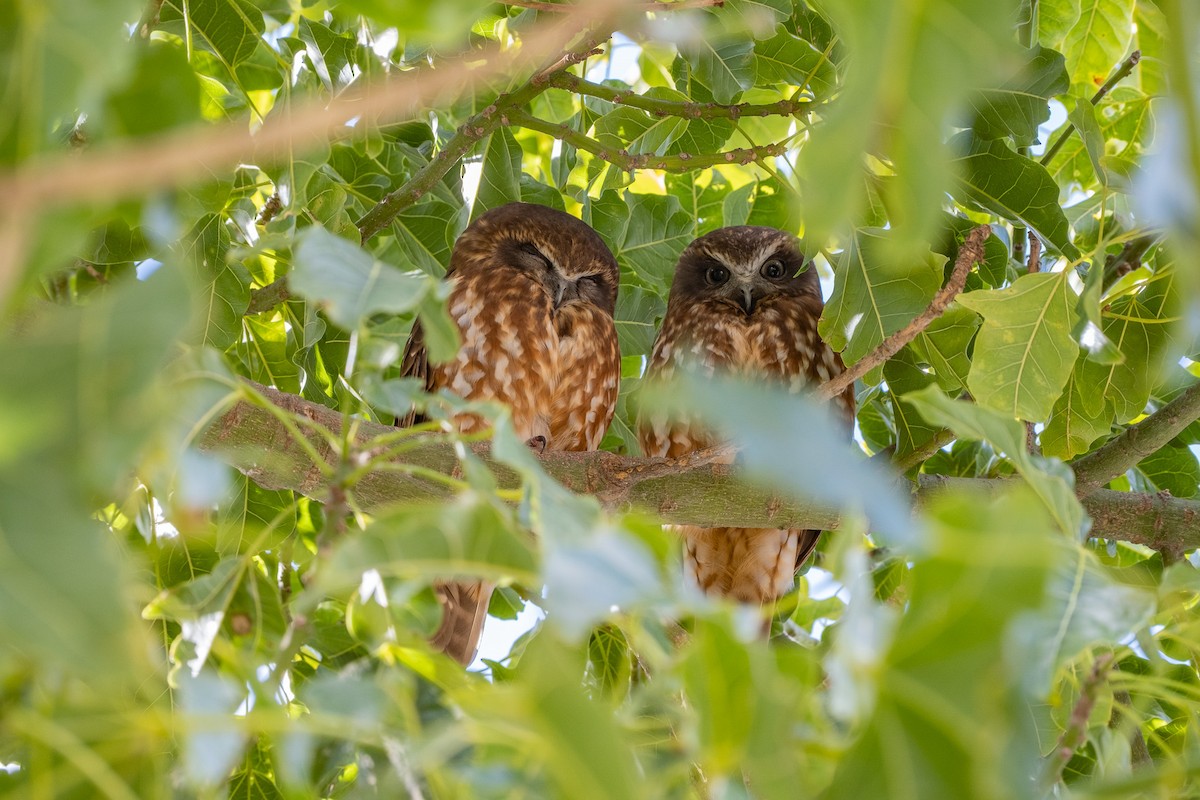 Ninoxe d'Australie - ML645928373