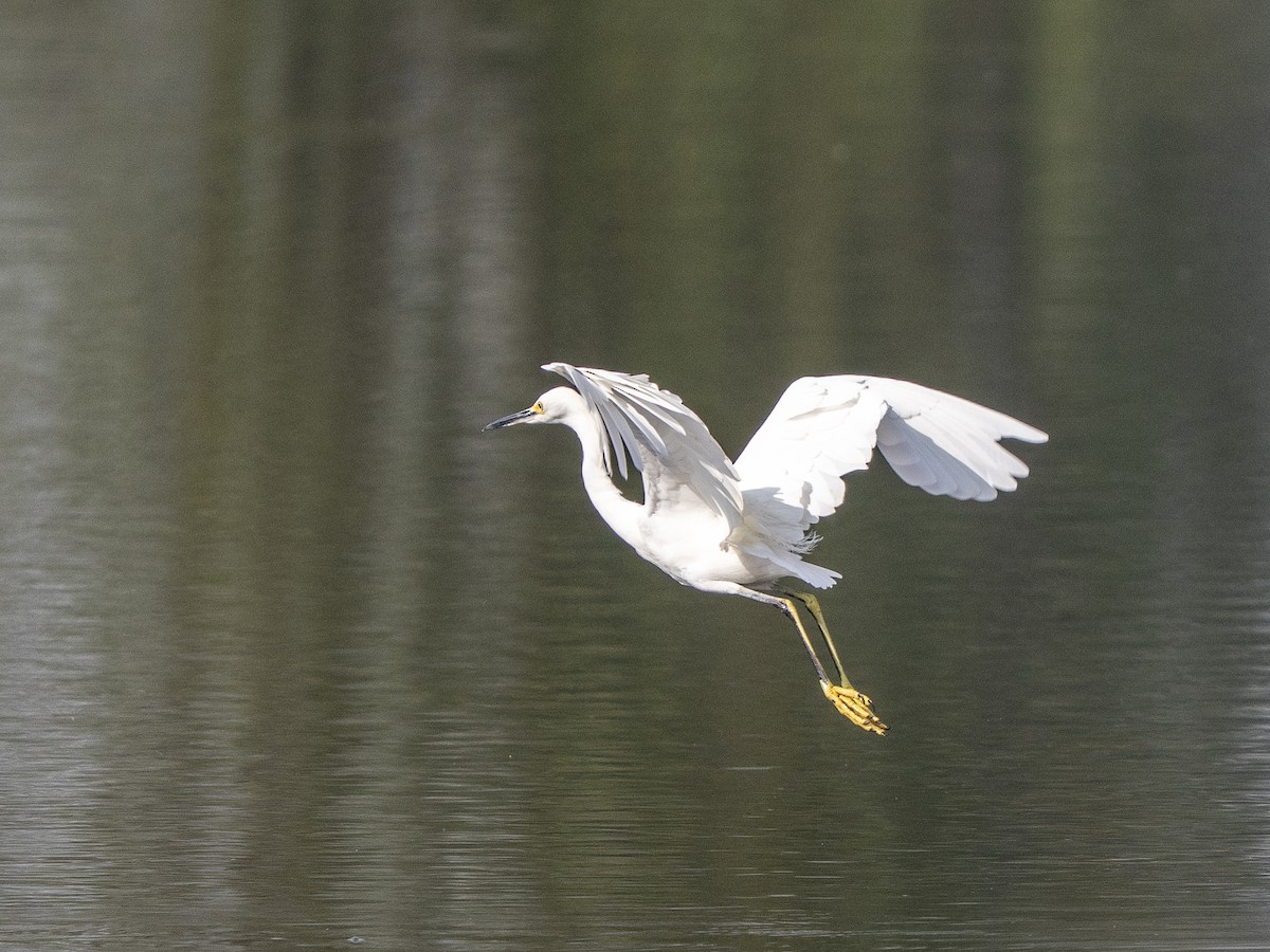 Aigrette neigeuse - ML645928374