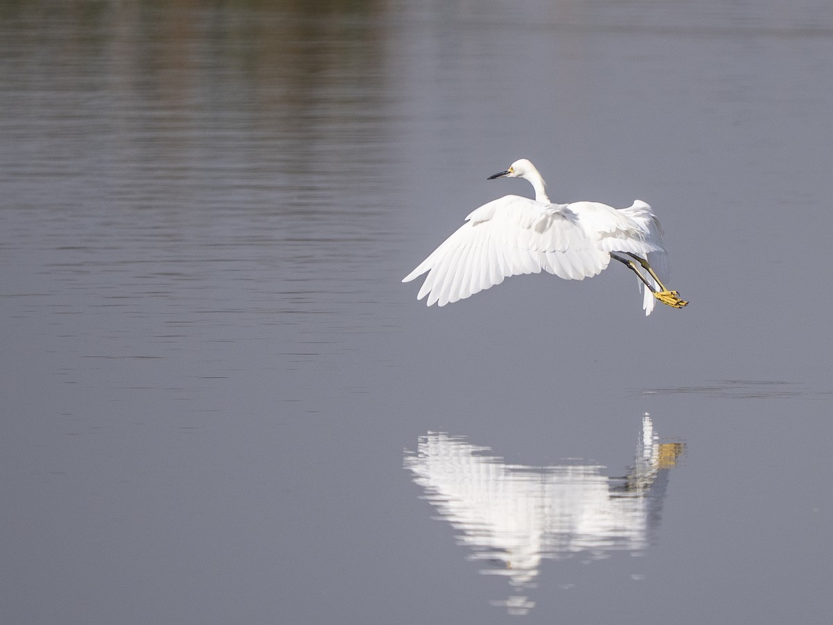 Aigrette neigeuse - ML645928376