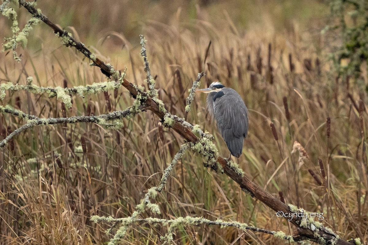 Great Blue Heron - ML645928377