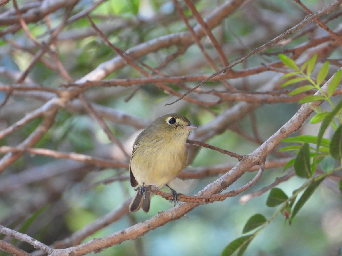 Hutton's Vireo - ML645928378