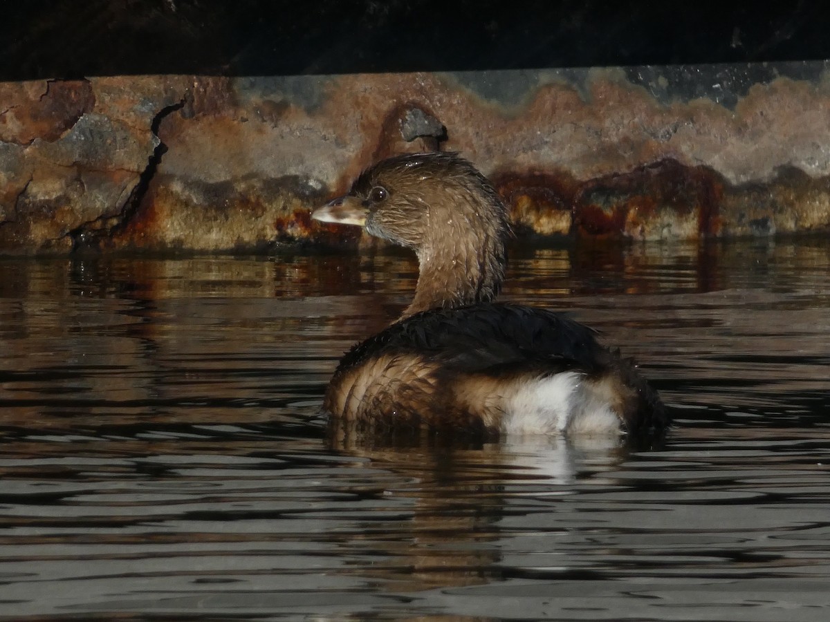 ringnebbdykker - ML645928379