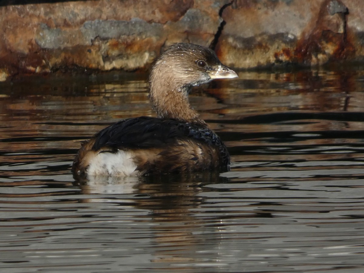 ringnebbdykker - ML645928380