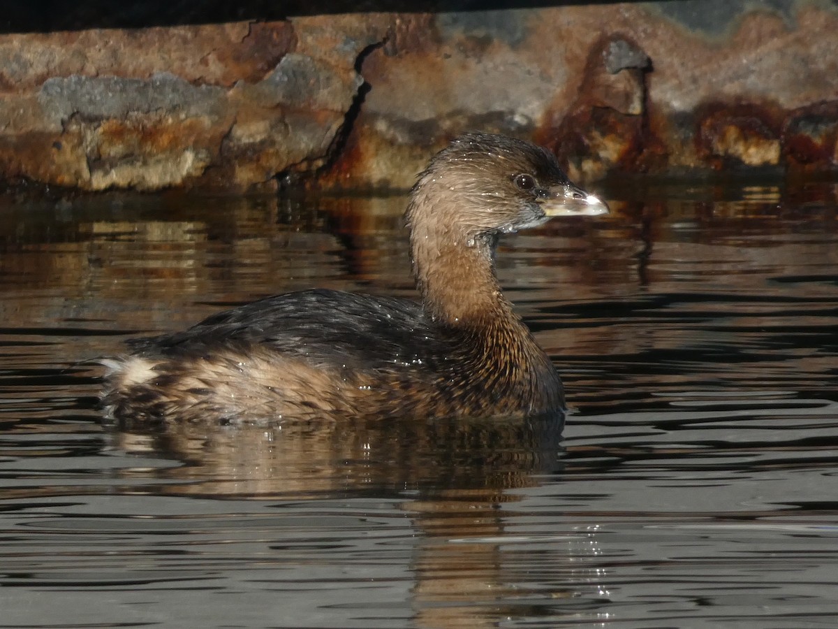 ringnebbdykker - ML645928381