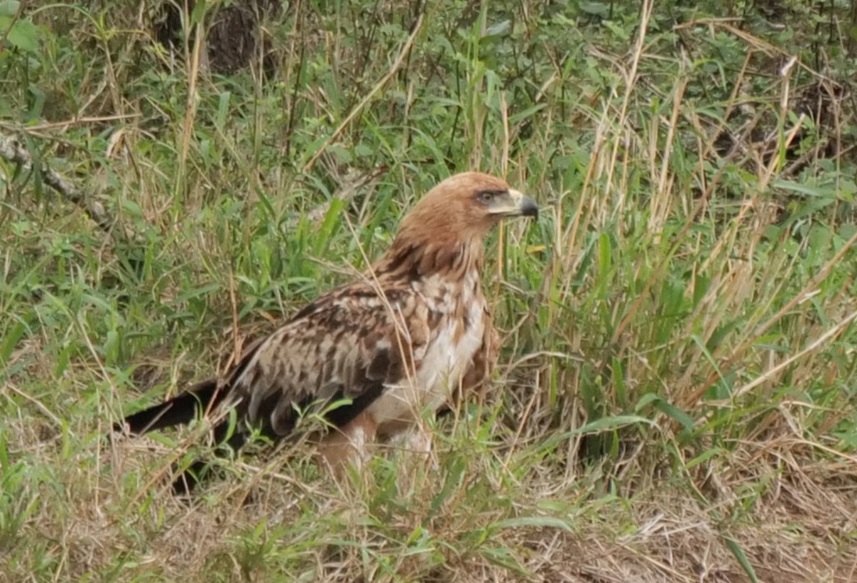 savanneørn - ML645928382