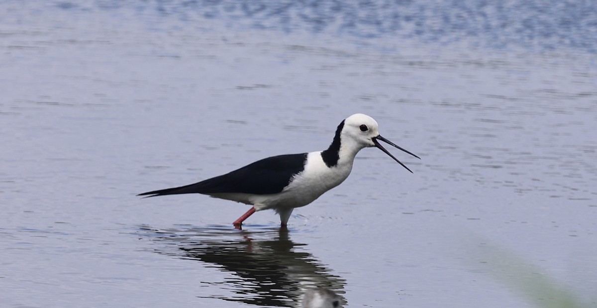 Pied Stilt - ML645928384