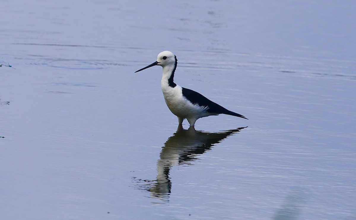 Pied Stilt - ML645928385