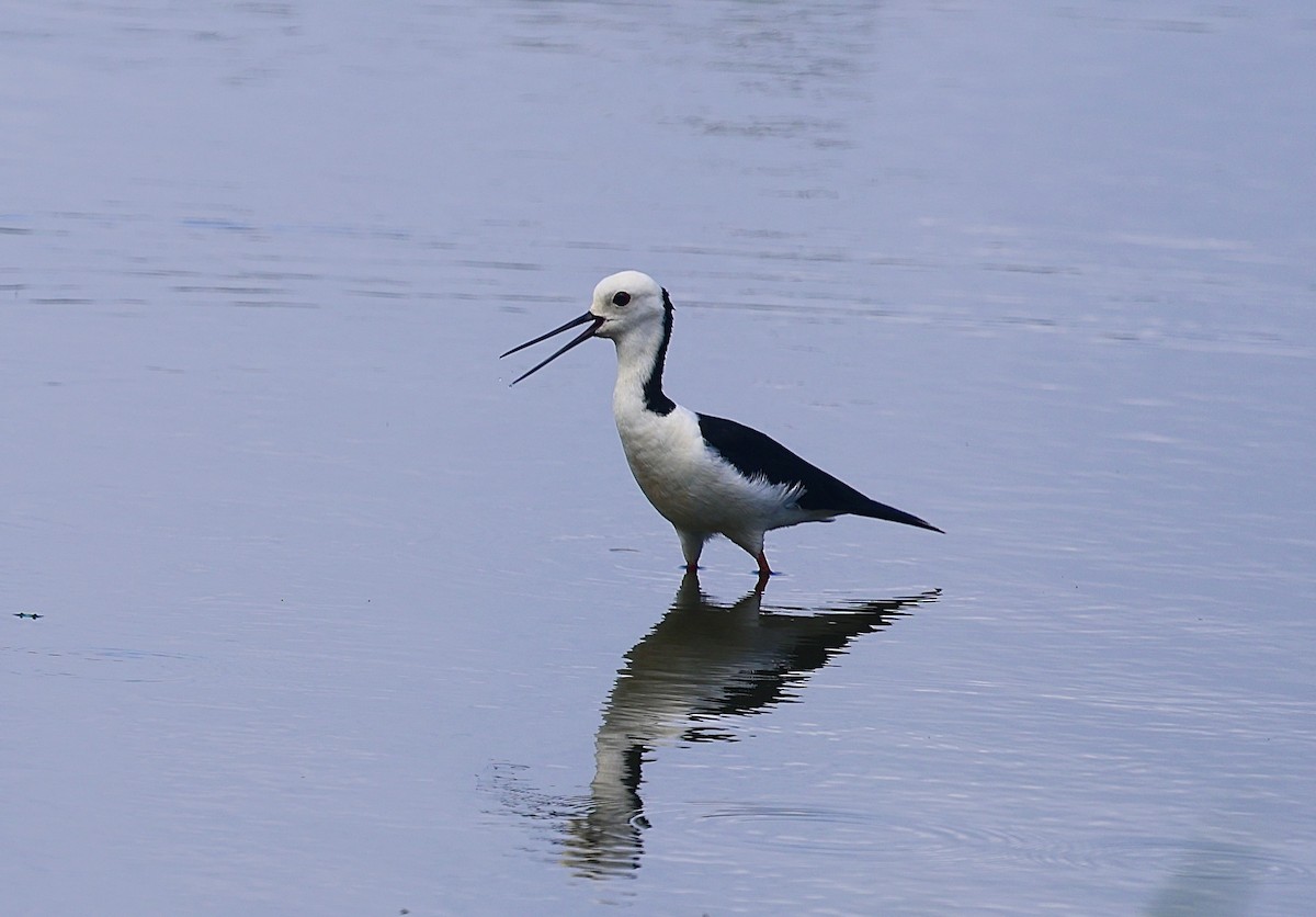 Pied Stilt - ML645928386