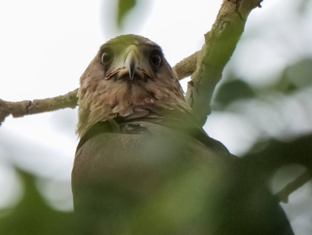 Bateleur - ML645928394