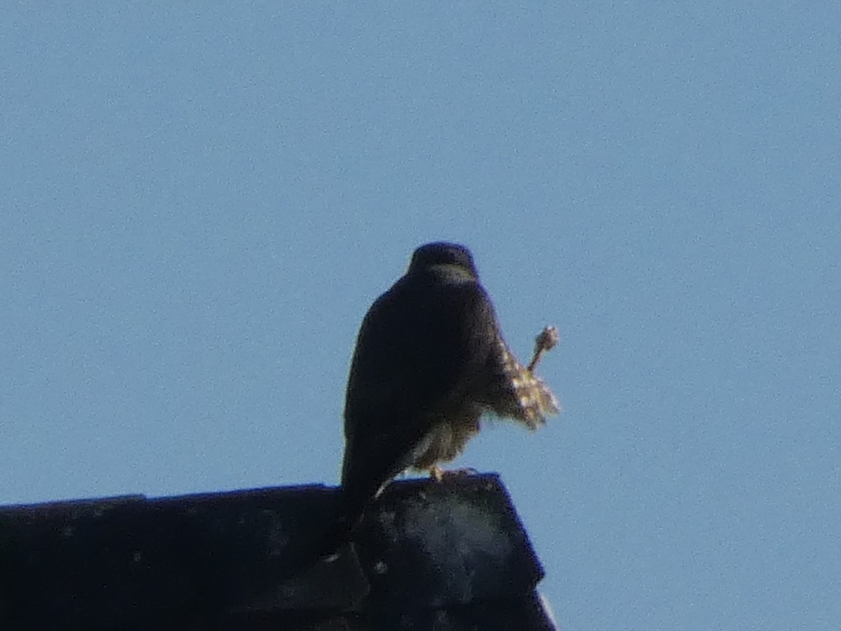 dvergfalk - ML645928395