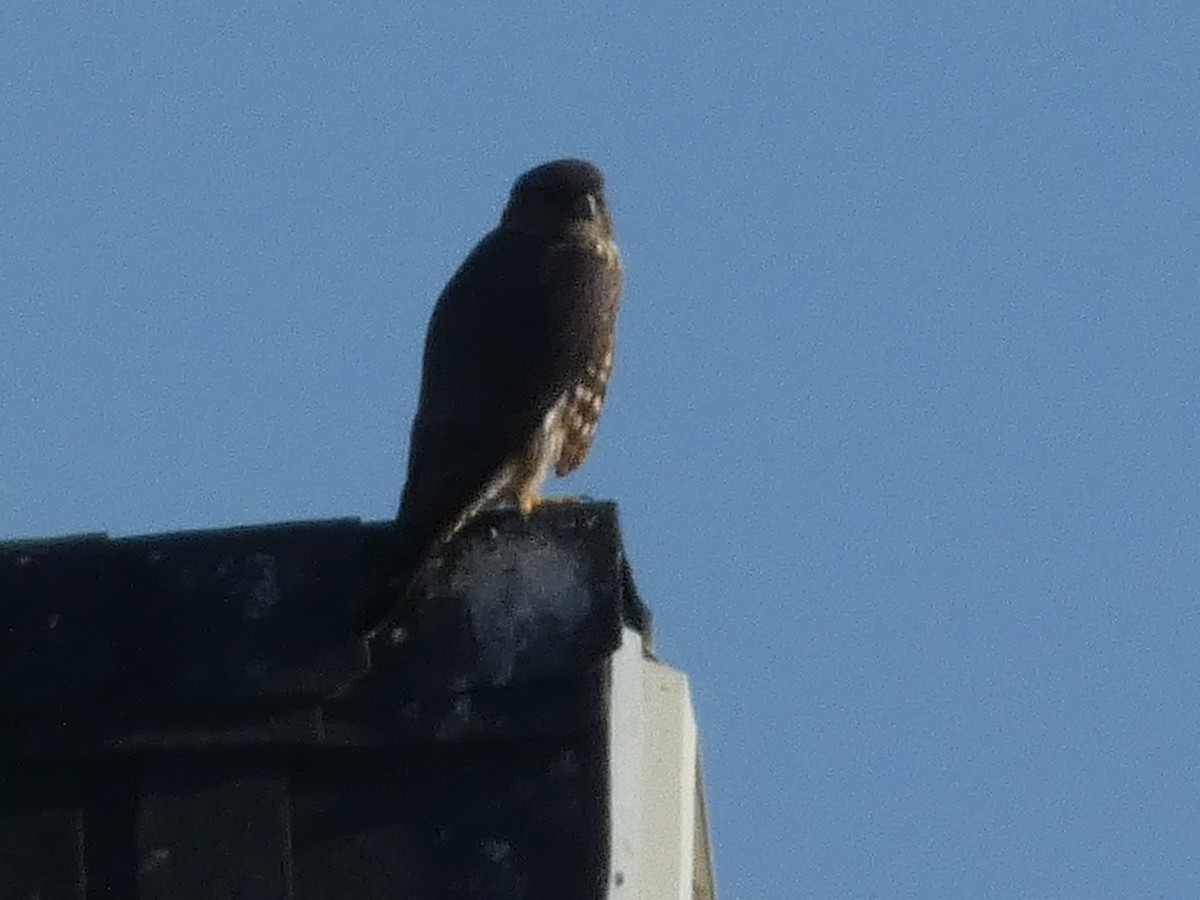 dvergfalk - ML645928396