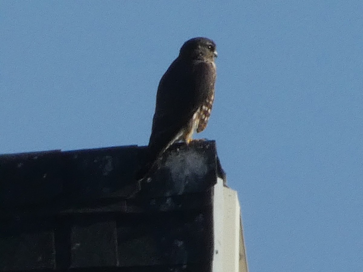 dvergfalk - ML645928397