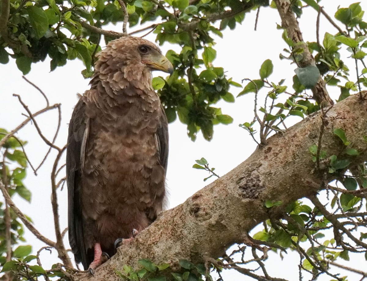 Bateleur - ML645928398