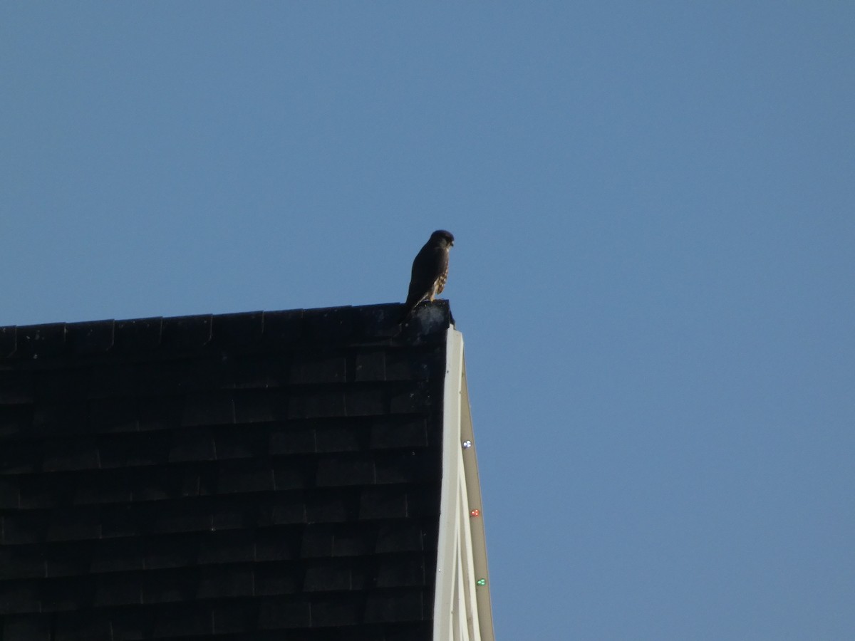 dvergfalk - ML645928399