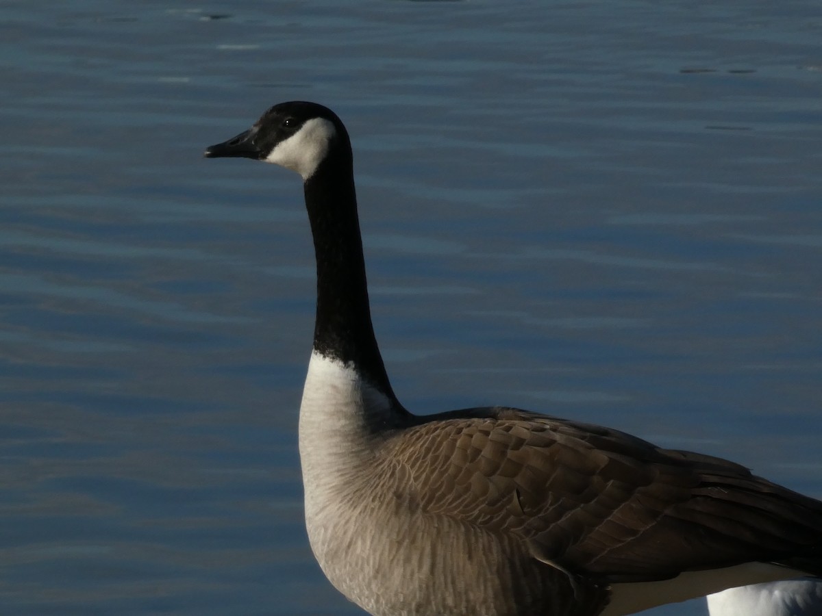 kanadagås - ML645928410