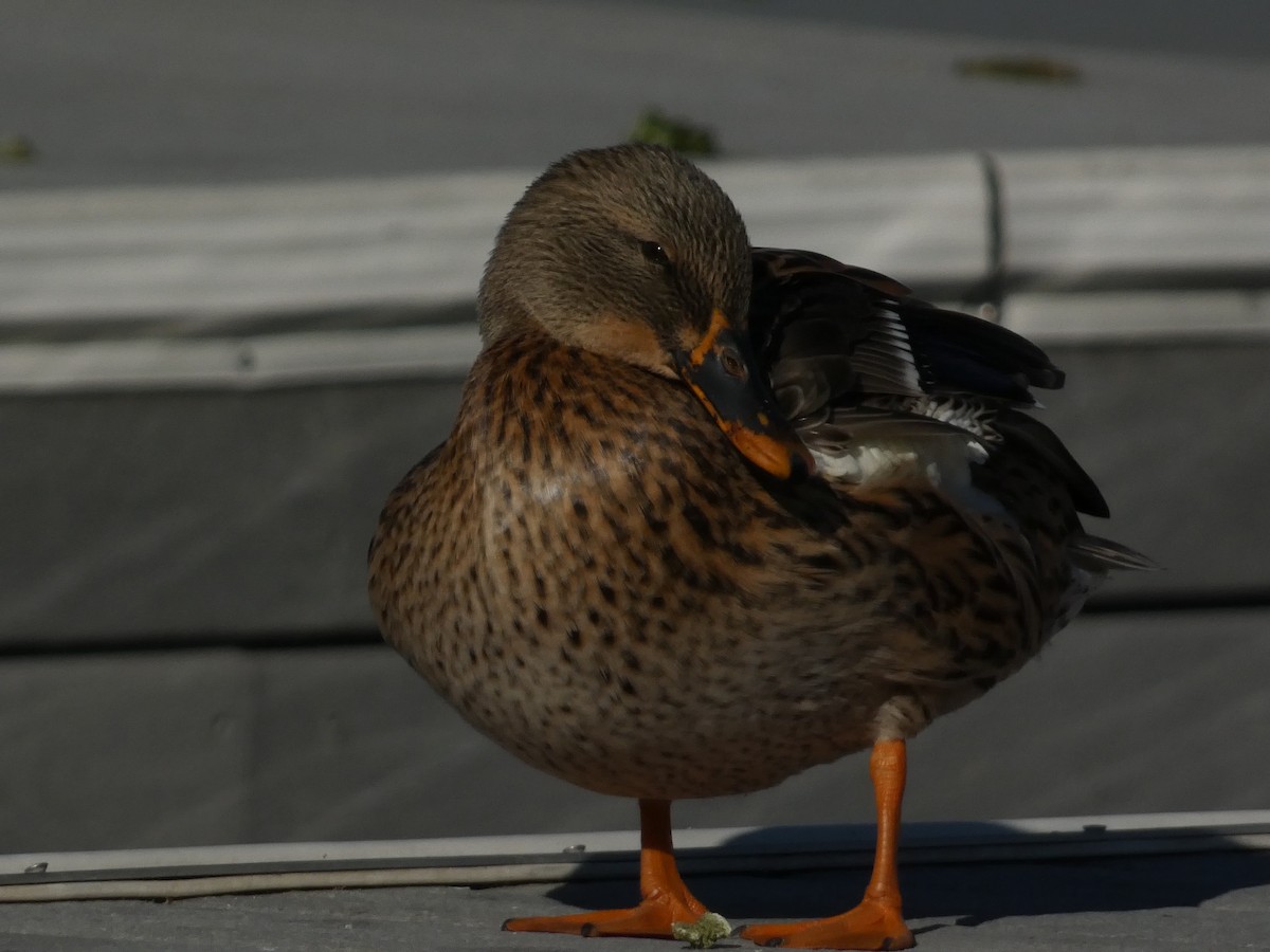 stokkand - ML645928414