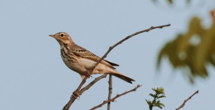 Tree Pipit - ML645928415