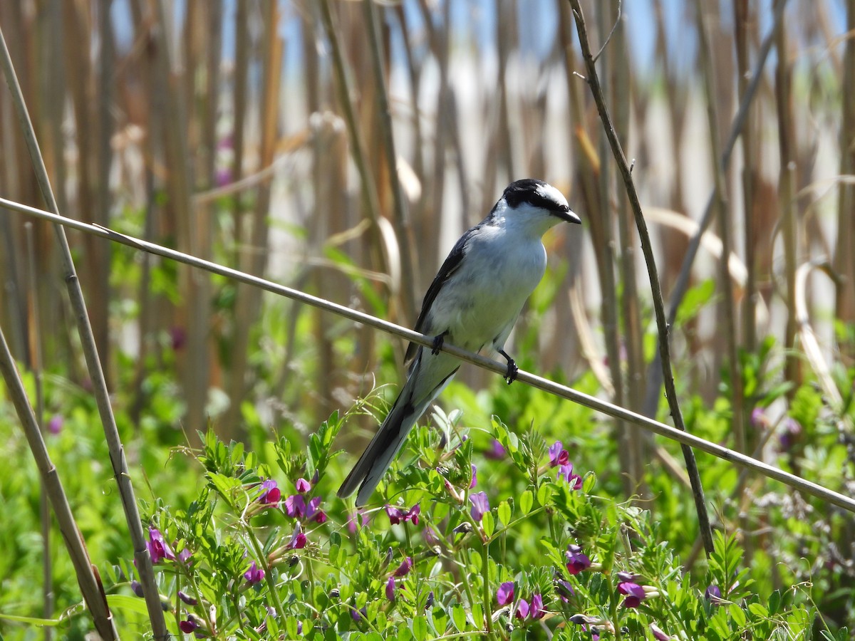 Ashy Minivet - ML645928418