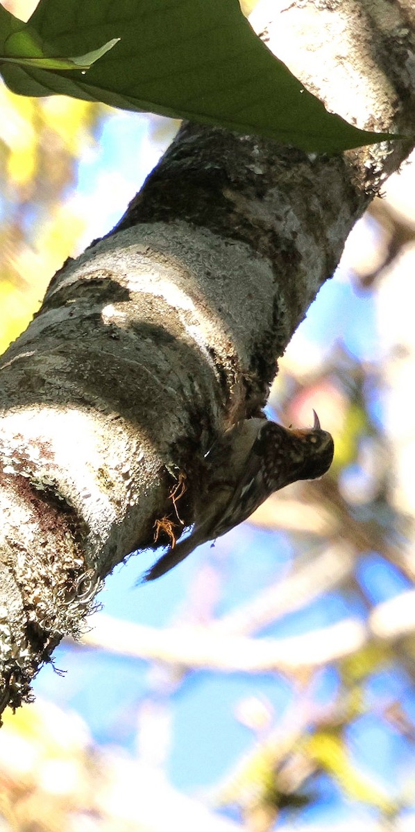 Hume's Treecreeper - ML645928426