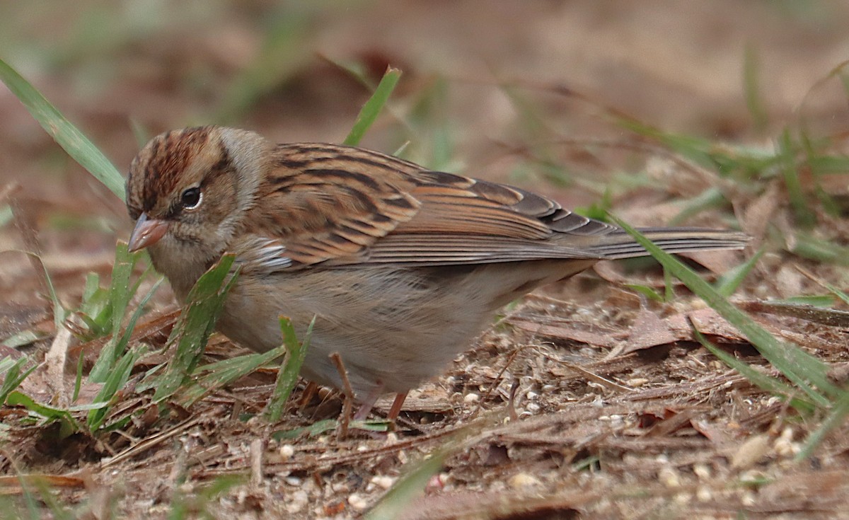 Chipping Sparrow - ML645928428