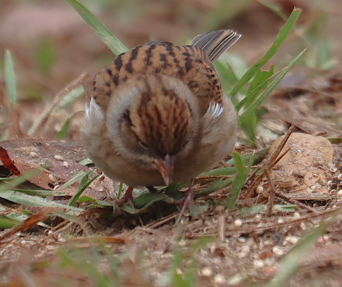 Chipping Sparrow - ML645928429